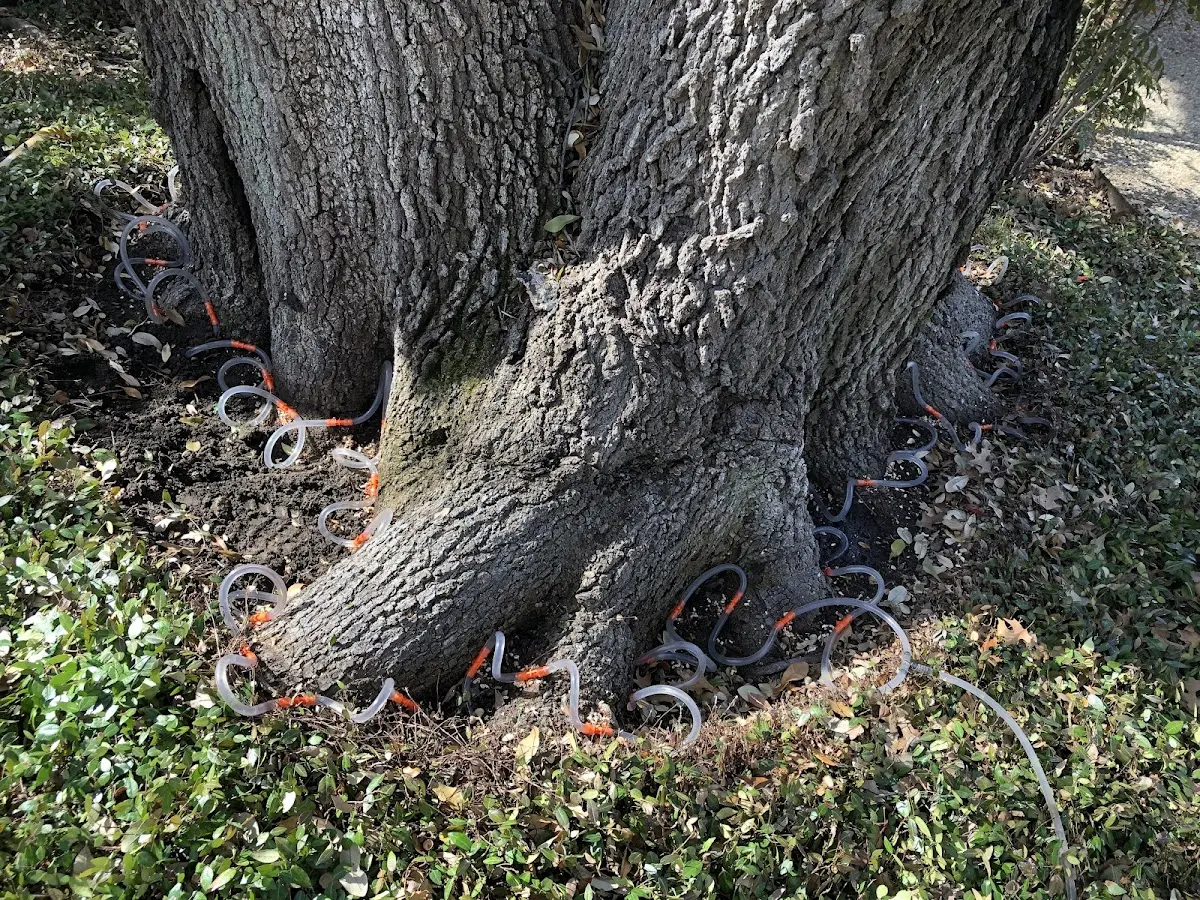 Detailed Tree Cabling and Bracing job site in Martins Creek