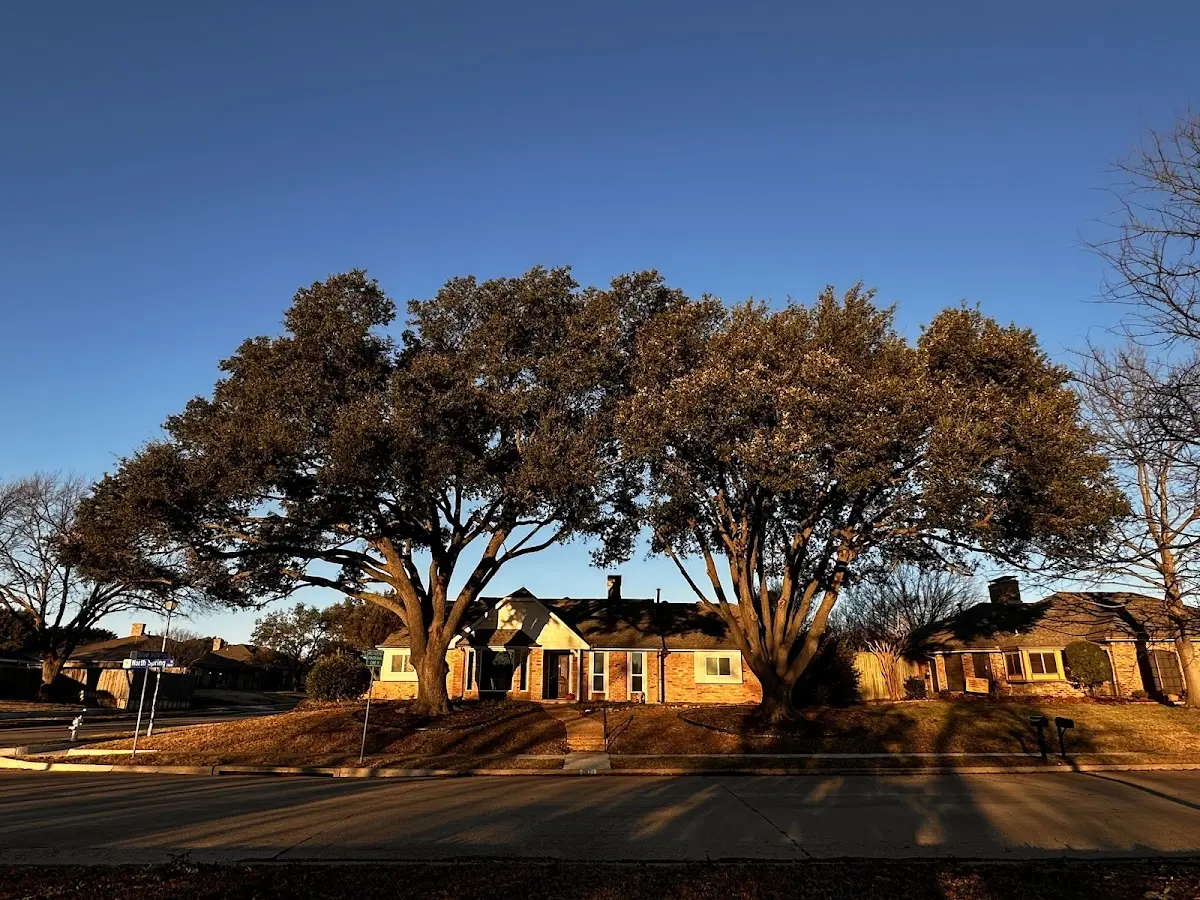 Established residential canopy tree shading a home in Martins Creek